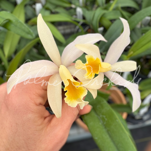 Ctt. Candy Corn — Palmer Orchids